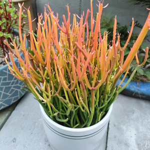 火焰红珊瑚盆栽光棍树净化空气多肉庭院桌面景观叶植物吸甲醛包邮