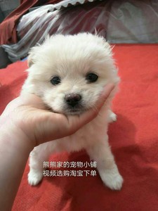 有偿领养小狗中华田园犬家养幼犬狼狗土狗狗狗活体宠物狗拉拉混血