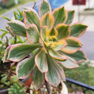 灿烂法师多肉高端贵货 多肉植物巨型老桩超大单头 肉肉植物室内