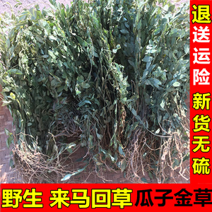 野生瓜子金草药来马回草药材小远志中草药勒马回草250克