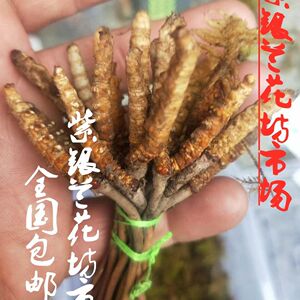 正宗 冬虫夏草种子 冬虫夏草苗种子药材种子中草药种子包邮