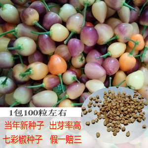 七彩椒种子苗 五色椒种子食用辣椒种子 灯笼椒种四季种植盆栽观赏