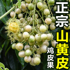 3斤广西特产新鲜山黄皮鸡皮果腌制泡酒调味果非普通黄皮果花椒