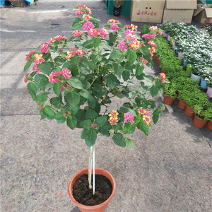 五色梅棒棒糖盆栽带花小木槿香松紫金露七彩铁独杆老桩庭院阳台