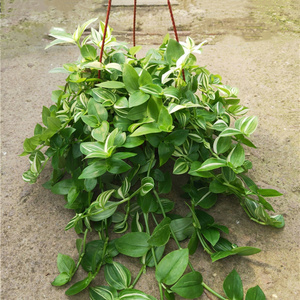 包邮青花叶鸭舌吊兰锦盆栽室内观叶垂吊植物吸甲醛防辐射四季长绿