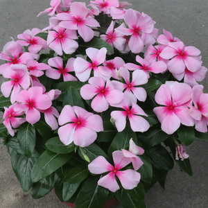 长春花大盆栽室外阳台植物净化空气趣味容易好养花卉美丽缤纷