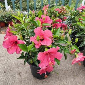 大花朱槿盆栽室外阳台耐热耐晒观花植物好养容易成活重瓣扶桑大朵