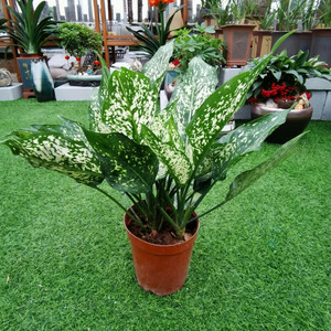 翡翠皇后盆栽斑马万年青办公室内观叶绿植净化空气防辐射四季包邮