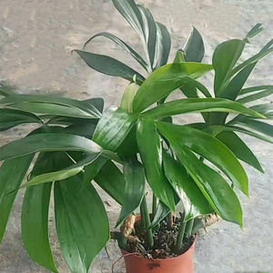 麒麟尾盆栽办公室内观叶喜阴四季绿植吸甲醛净化空气好养易活包邮