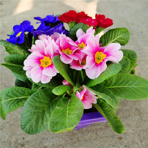 欧州进口报春花盆栽冬季室外耐寒植物庭院阳台四季开好养喜光包邮