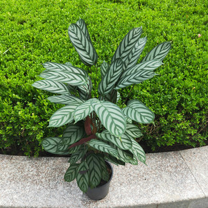 新飞羽彩虹花叶大型竹芋办公室内喜阴植物好养活客厅北欧观叶包邮