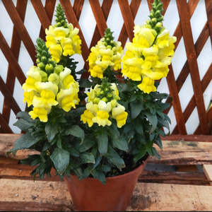 金鱼草花盆栽带花秋冬季节耐寒植物室外庭院阳台好养绿化环境美观