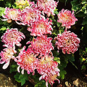 菊花盆栽千头女王法国小菊多年生宿根四季植物庭院阳台种好养包邮