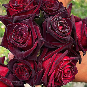 黑巴克黑红色切花玫瑰月季花苗黑花带花苞庭院 阳台盆栽