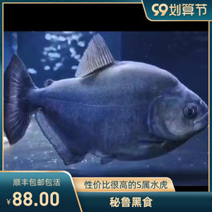 秘鲁黑食普黑钻黑黄钻肉食懒人鱼宠物辛古胭脂黑斑南美加拉辛猛鱼