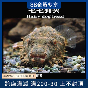毛毛狗头