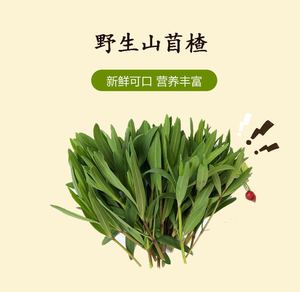 山东野菜山菜山苜楂蚂蚱菜山麻扎山麦杂菜山麻楂新鲜时令蔬菜现采