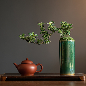六月雪盆景悬崖飘枝中式禅意室内茶几窗台绿植办公室桌面花卉盆栽