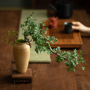 老桩榆树悬崖式造型禅意盆景室内新中式客厅茶室花卉盆栽净化空气