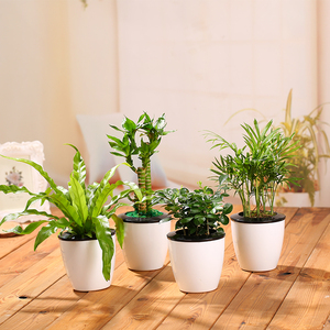 绿植 小盆栽 室内 水培白掌小椰树虎刺梅含羞草文竹 迷你小盆栽