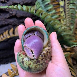 小螃蟹宠物寄居蟹饲养缸玻璃紫陆寄居蟹陆地冷水观赏蟹虾蟹造景的