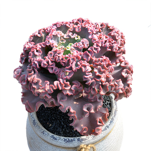 女王花笠群生老桩多肉植物景天一物一拍绿植花卉小盆栽欣奕阁10