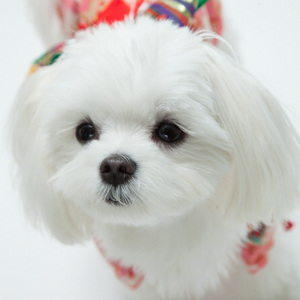 马尔济斯犬幼犬狗活物纯种血统宠物狗小型犬不咬人的小狗茶杯犬