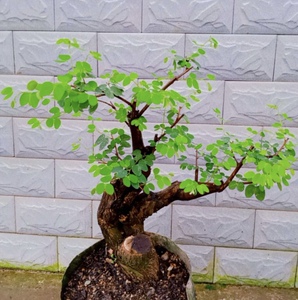 羊蹄甲小盆景沧桑悬崖临水好养植物开花结果绿箩清香木舍利包邮