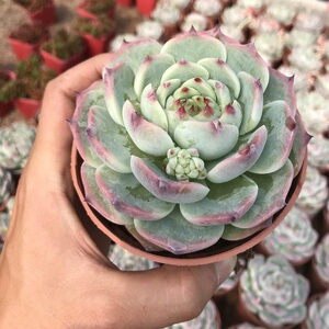 吉娃莲多肉植物吉娃娃 容易爆盆的盆栽花超大巨型大肉肉清仓包邮