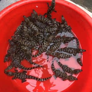 人工养殖小鳄鱼苗子 包邮包活到家  宠物鳄鱼泰鳄活体