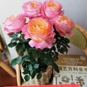 大花美人玫瑰花卉盆栽窗台好养浓香型趣味月季花苗植物带花苞发货