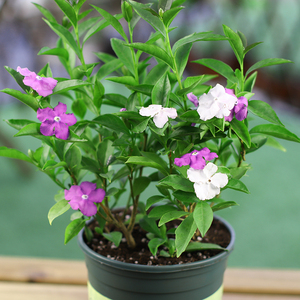 带花苞双色茉莉花苗当年开花庭院阳台盆栽地栽浓香芳香型鸳鸯茉莉