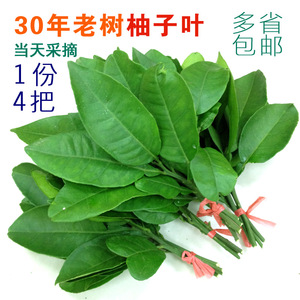 新鲜柚子叶沐浴祈福开运转运去晦气老树带枝叶当天现摘多省包邮