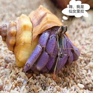 宠物陆寄居蟹草莓蟹灰白短腕深紫蟹陆生蟹淡水宠物lila淡紫寄居蟹