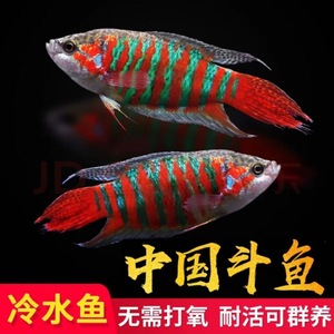 中国改良斗鱼观赏鱼变色淡水鱼本地斗鱼菩萨鱼好养耐活冷水鱼巨普