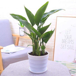 天堂鸟盆栽花卉鹤望兰室内绿植物净化空气四季常青桌面家居小盆景