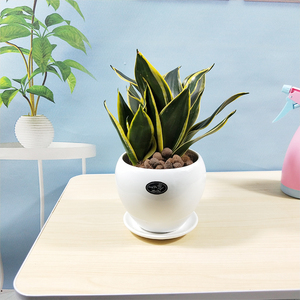 金边荷花兰虎皮兰室内客厅北欧简约好养护陶瓷花盆绿植盆栽深圳