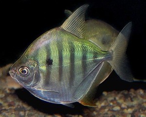 粗线银板鱼活虎纹银板喷点银板体热带鱼观赏鱼中层龙鱼配鱼