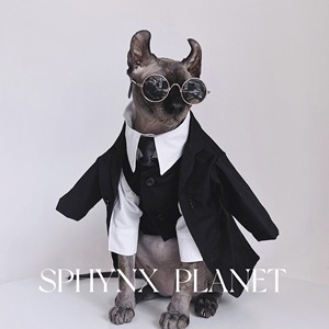 无毛猫衣服斯芬克斯猫德文秋冬英伦风礼服结婚西装衬衫套装宠物