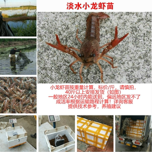 洪湖水产小龙虾苗幼苗养殖淡水小龙虾虾苗活体苗子种虾青苗种虾苗