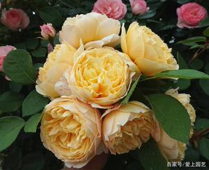 夏洛特先生月季 附苗情图 奥斯汀