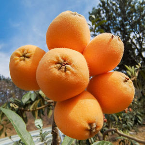 四川米易枇杷新鲜五星琵琶成都攀枝花大凉山大果孕妇水果琵笆果