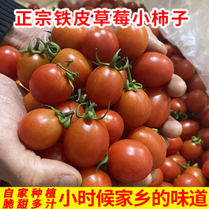 脆甜多汁福建漳州铁皮小柿子油柿子圣女果碱地草莓番茄小西红柿子