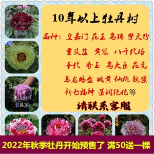 牡丹树10年以上花苗花卉 垂头蓝岛锦大臣皇嘉门圣代花王新七福神