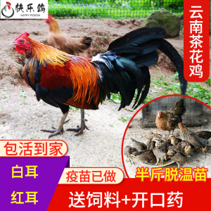 云南茶花鸡脱温苗半大鸡半斤活体鸡苗白耳海南活苗满6只包邮