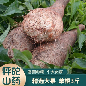 云南金秤砣山药农家自种5斤10斤非铁棍新鲜杆毛薯小白嘴甜整箱