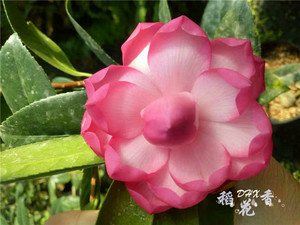 包邮 太阳颂茶花 莲花形状花朵 精品进口盆栽 庭院观赏植物