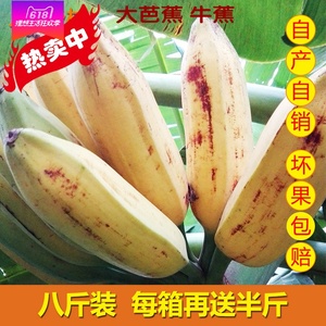 牛角蕉 大芭蕉 banana 广西新鲜水果包邮香蕉海南苹果粉蕉 小米蕉