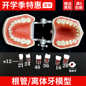 树脂牙根管牙离体牙口腔技能考试练习用牙粒备牙模型开髓牙带髓腔