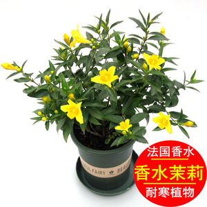 法国香水茉莉花苗盆栽爬藤植物四季开花室内外阳台冬季耐寒花卉